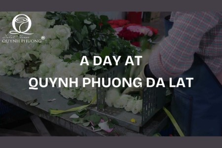 Một ngày làm việc tại Quỳnh Phương Đà Lạt