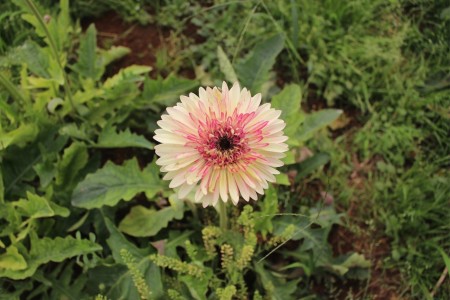 Chúc mừng Ngày của Cha 16/6