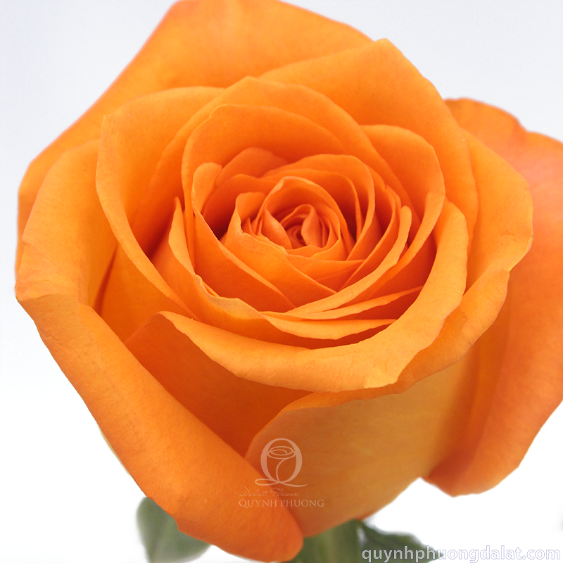 Flower Image