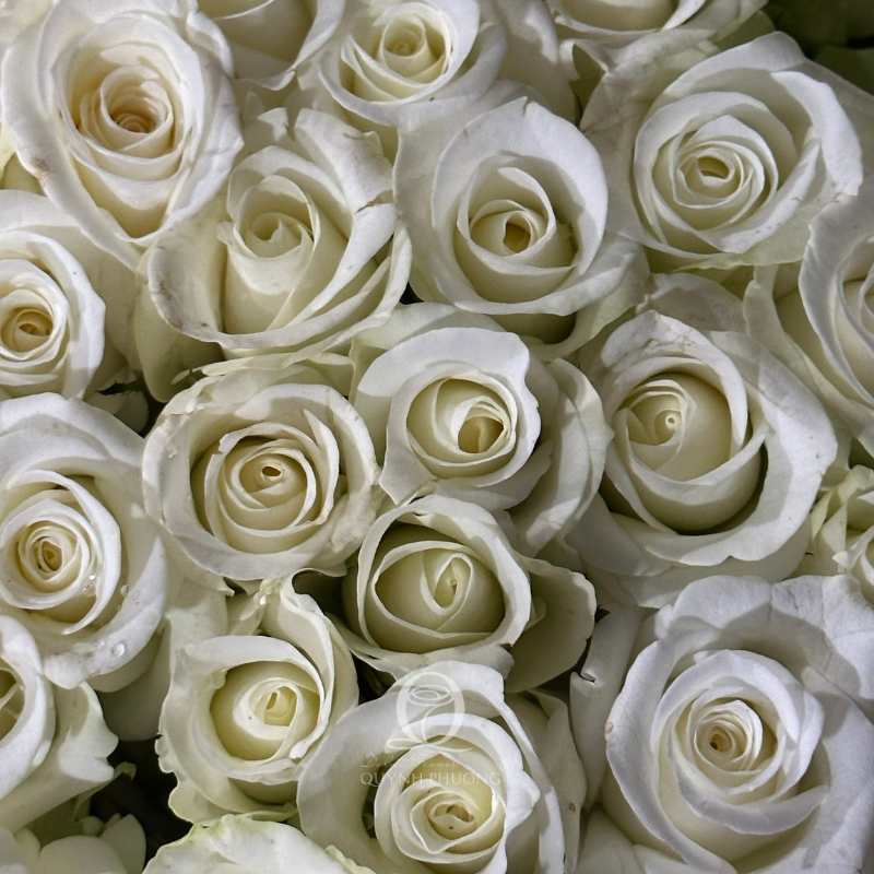 Flower Image