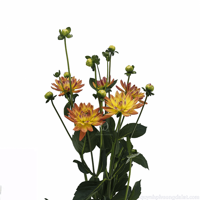 Flower Image