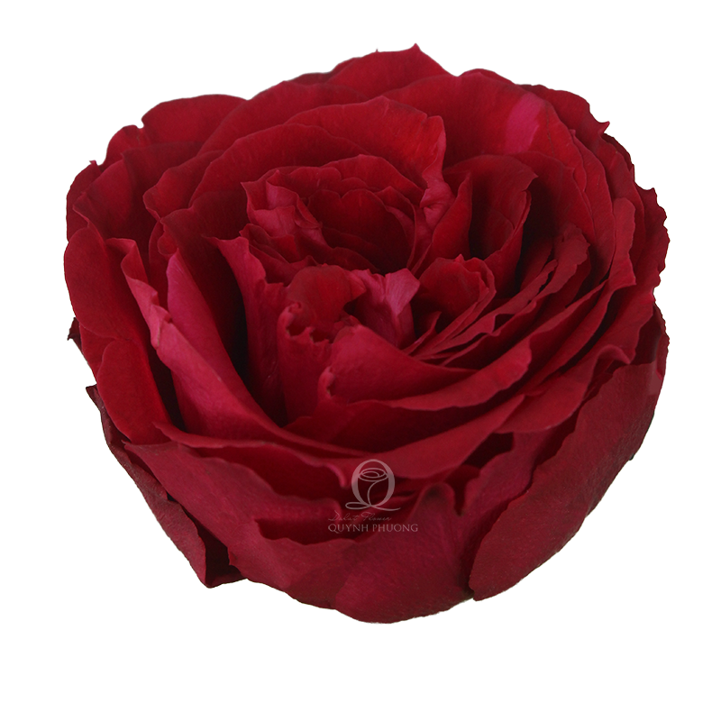 Flower Image