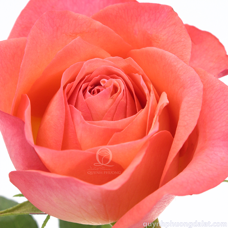 Flower Image