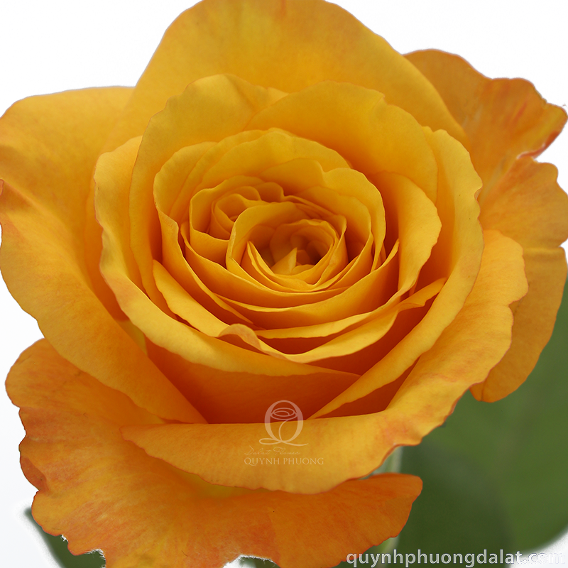 Flower Image