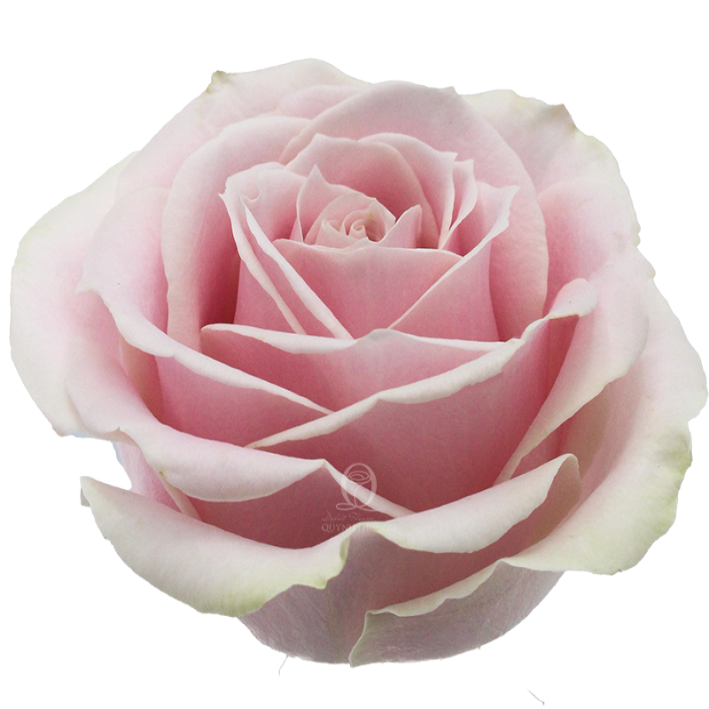 Flower Image