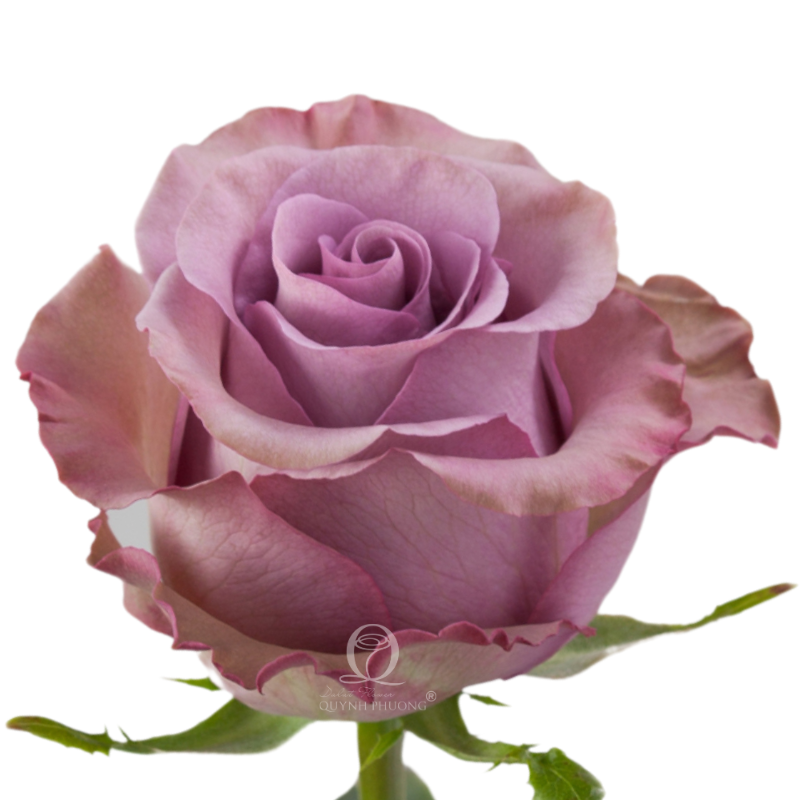 Flower Image