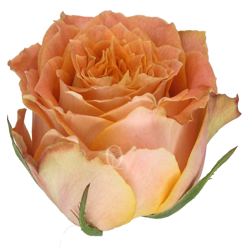 Flower Image
