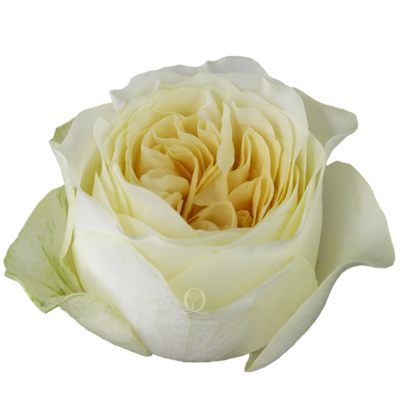 Flower Image