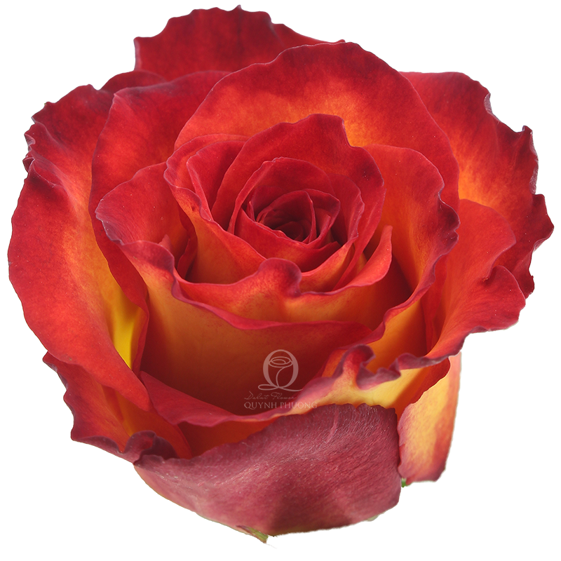 Flower Image