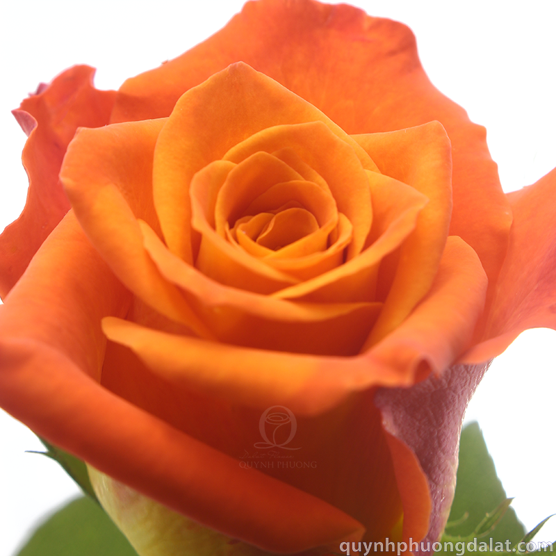 Flower Image