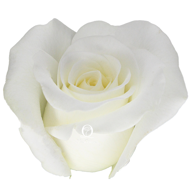 Flower Image