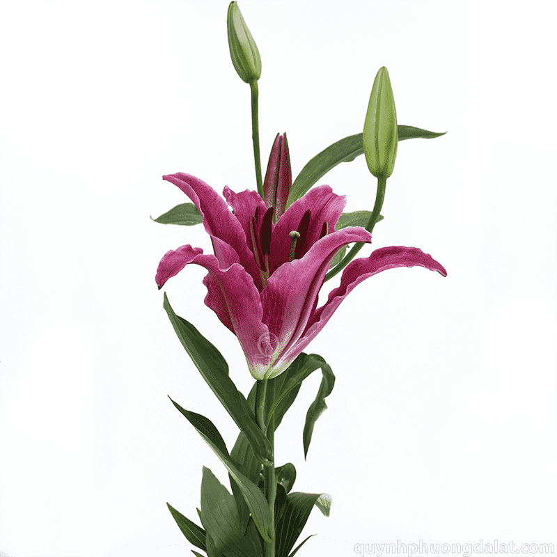 Flower Image