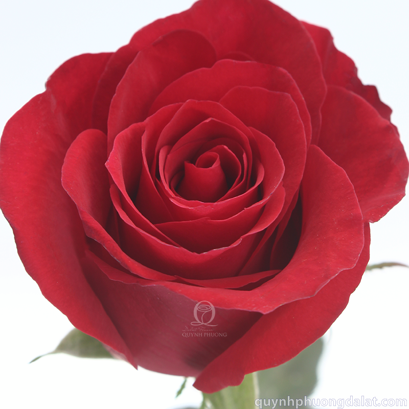 Flower Image