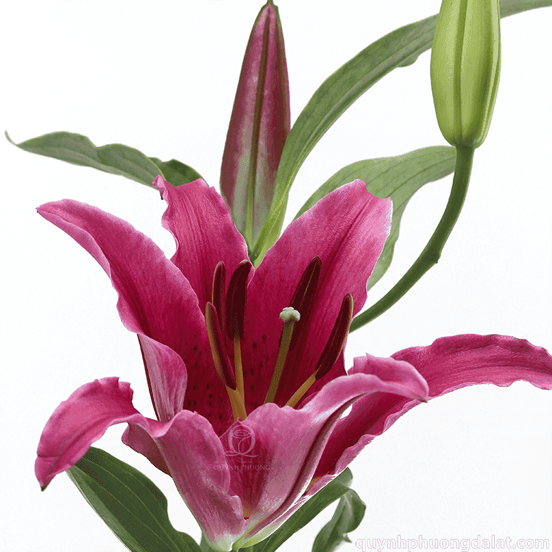Flower Image