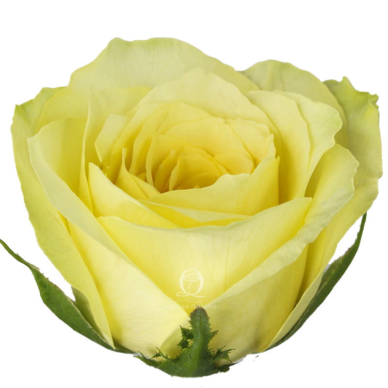 Flower Image