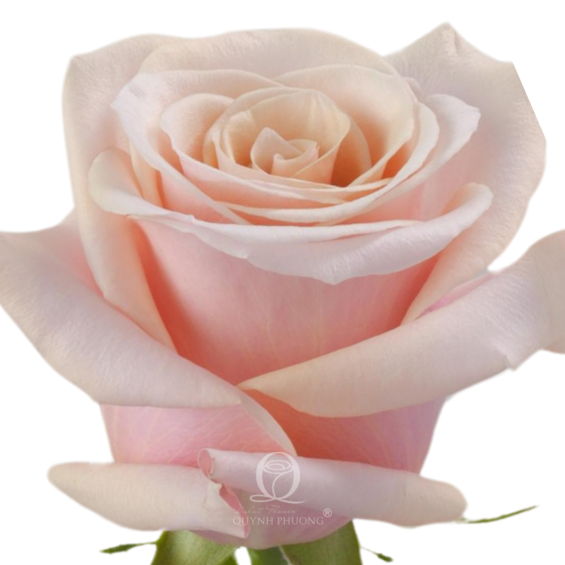 Flower Image