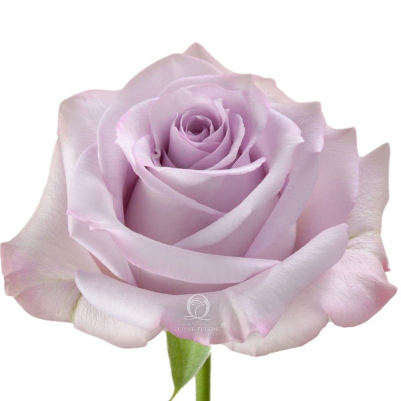 Flower Image