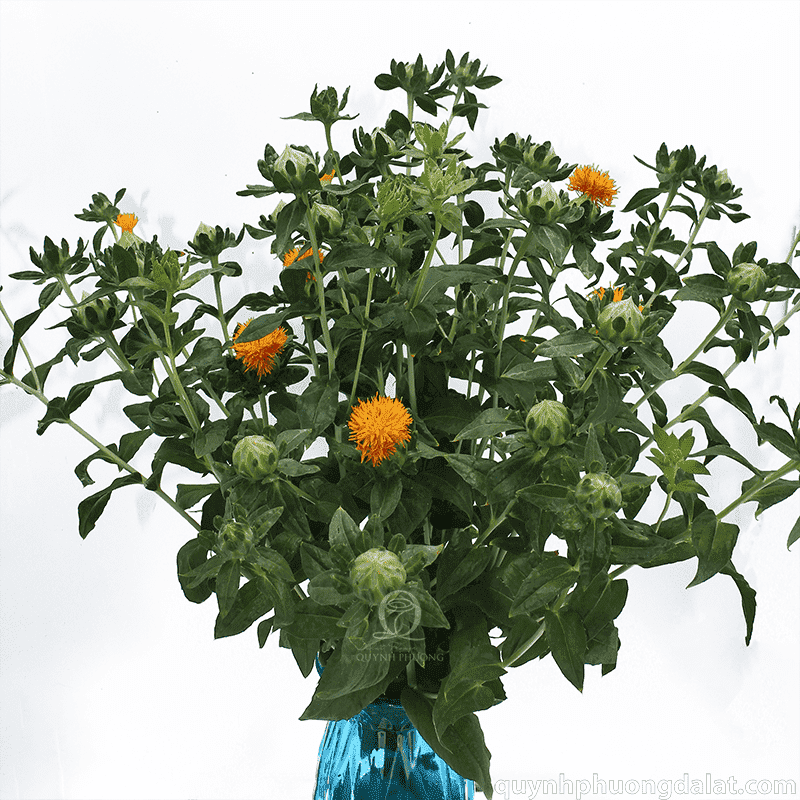 Flower Image