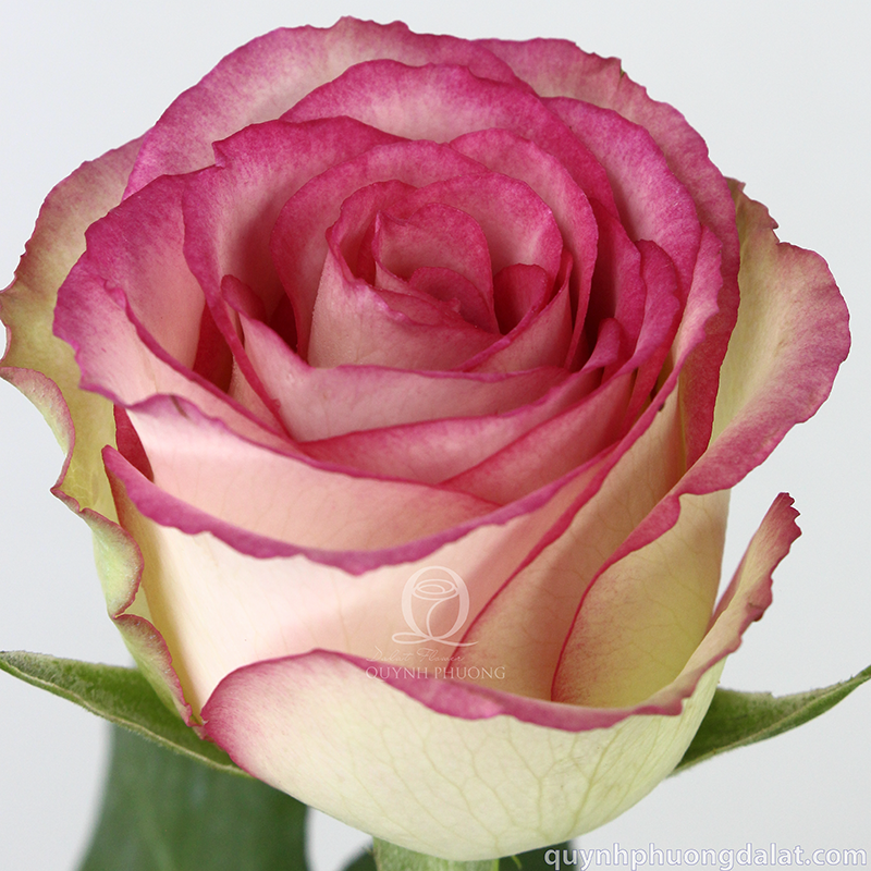 Flower Image