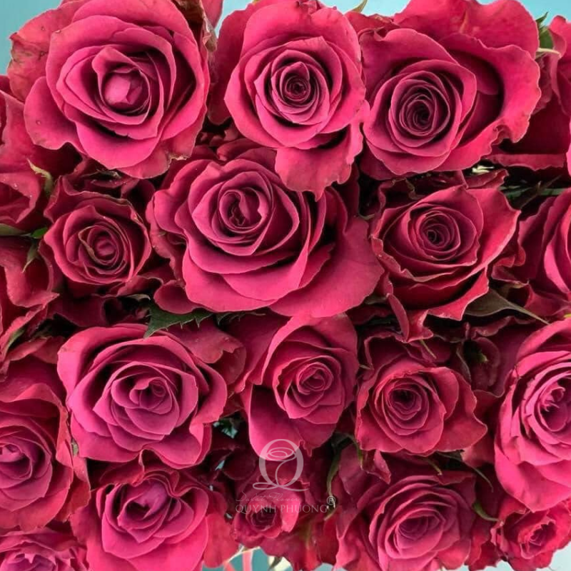 Flower Image