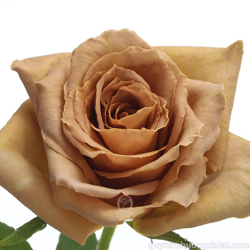 Flower Image