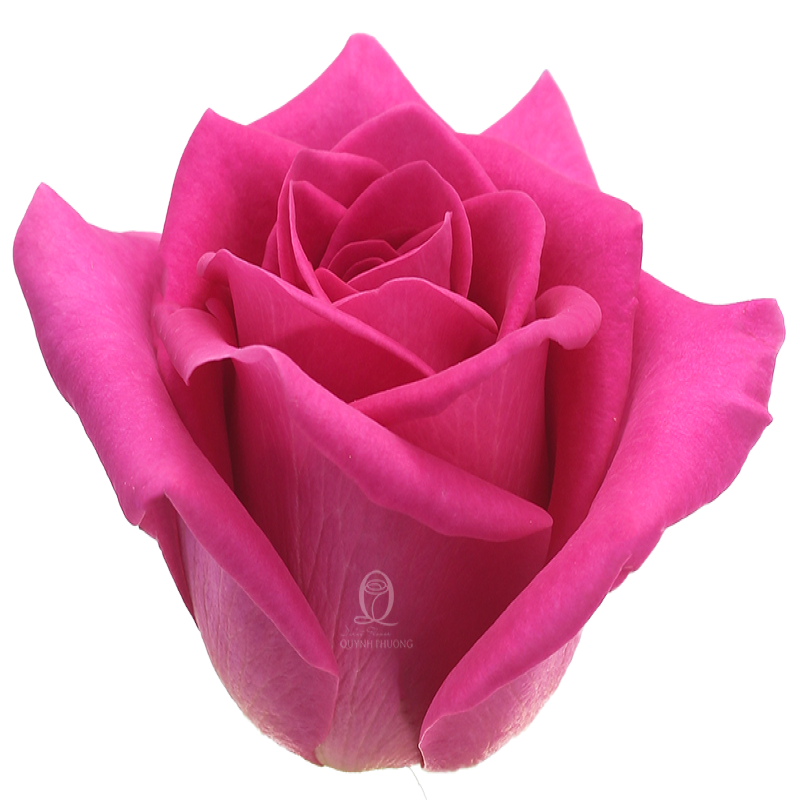 Flower Image