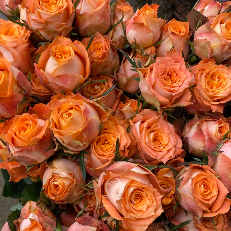 Flower Image