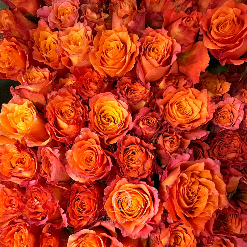 Flower Image