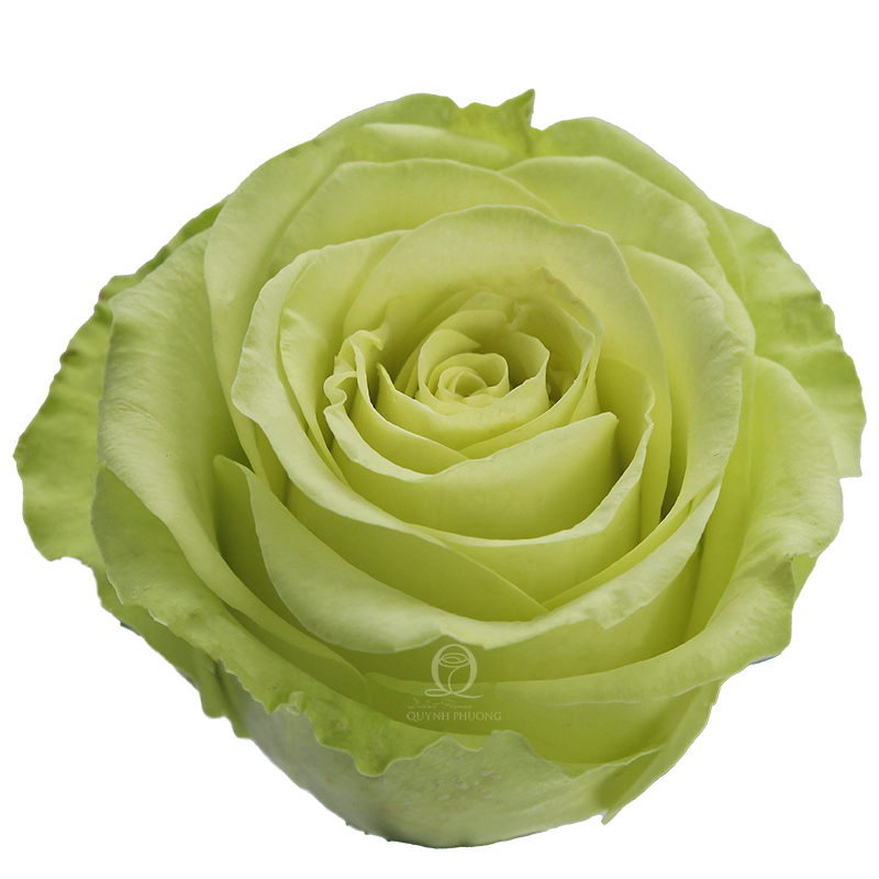 Flower Image