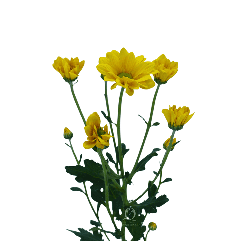 Flower Image