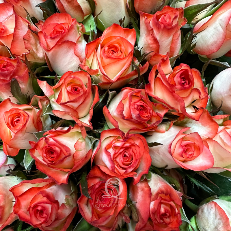 Flower Image