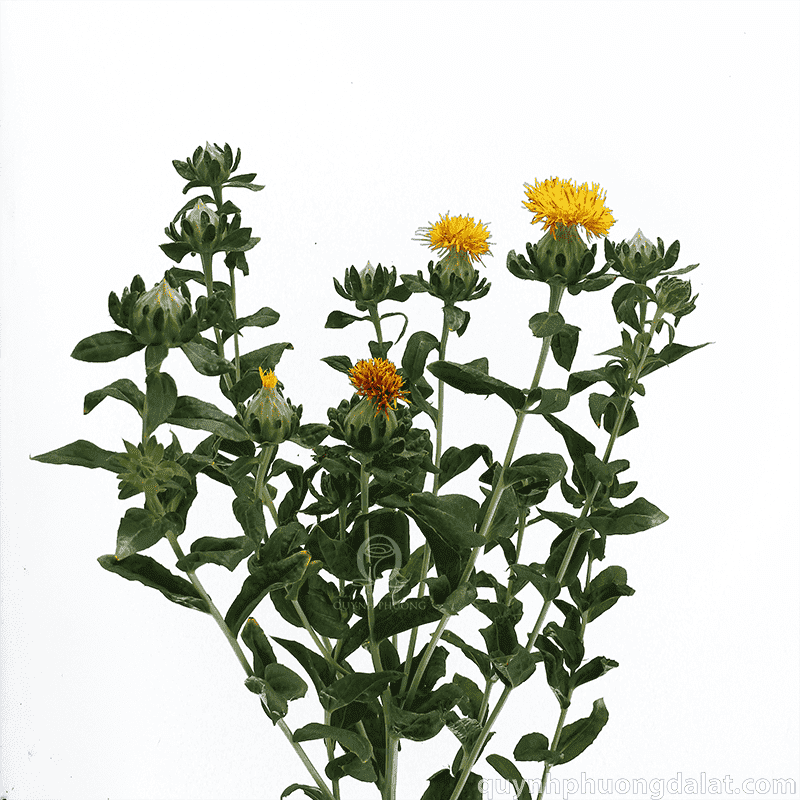 Flower Image