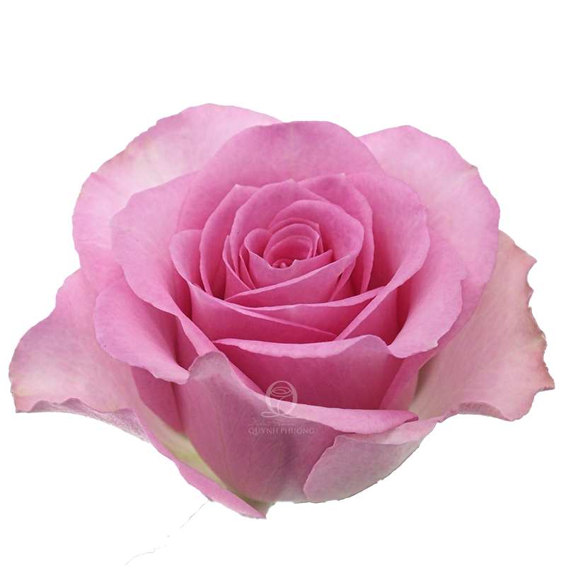 Flower Image