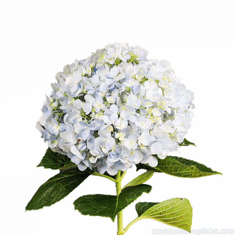 Flower Image