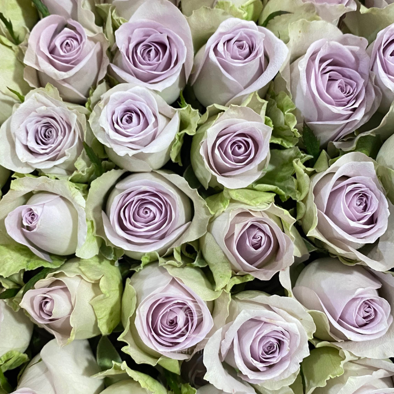 Flower Image