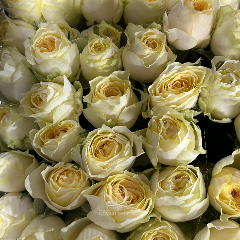 Flower Image