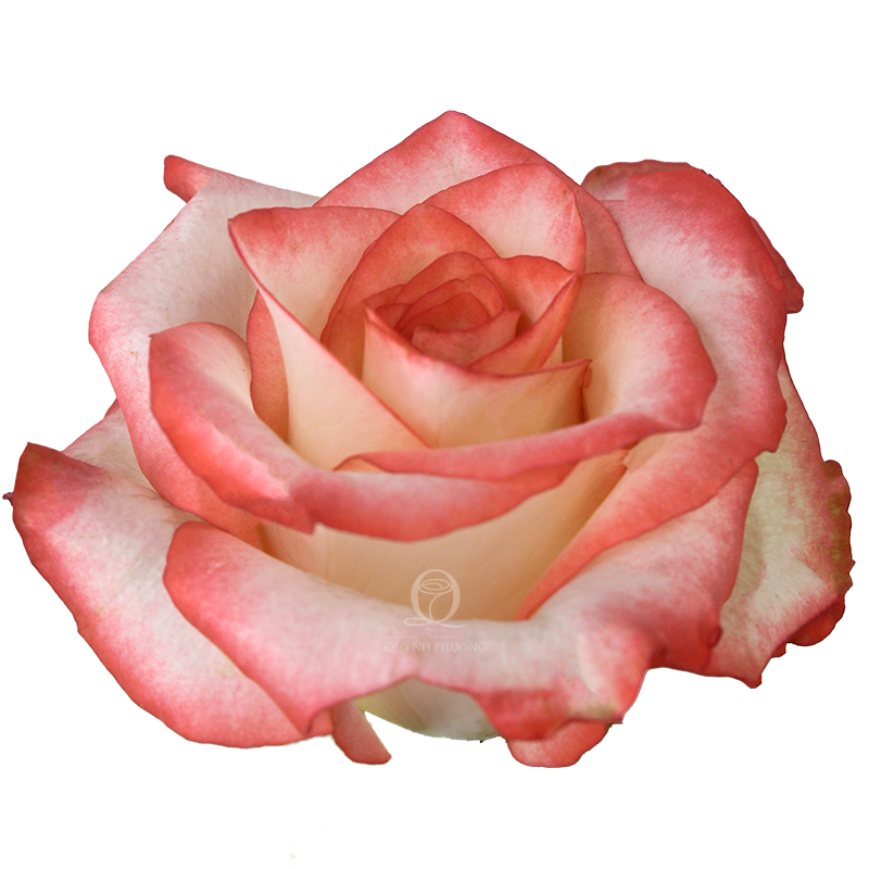 Flower Image