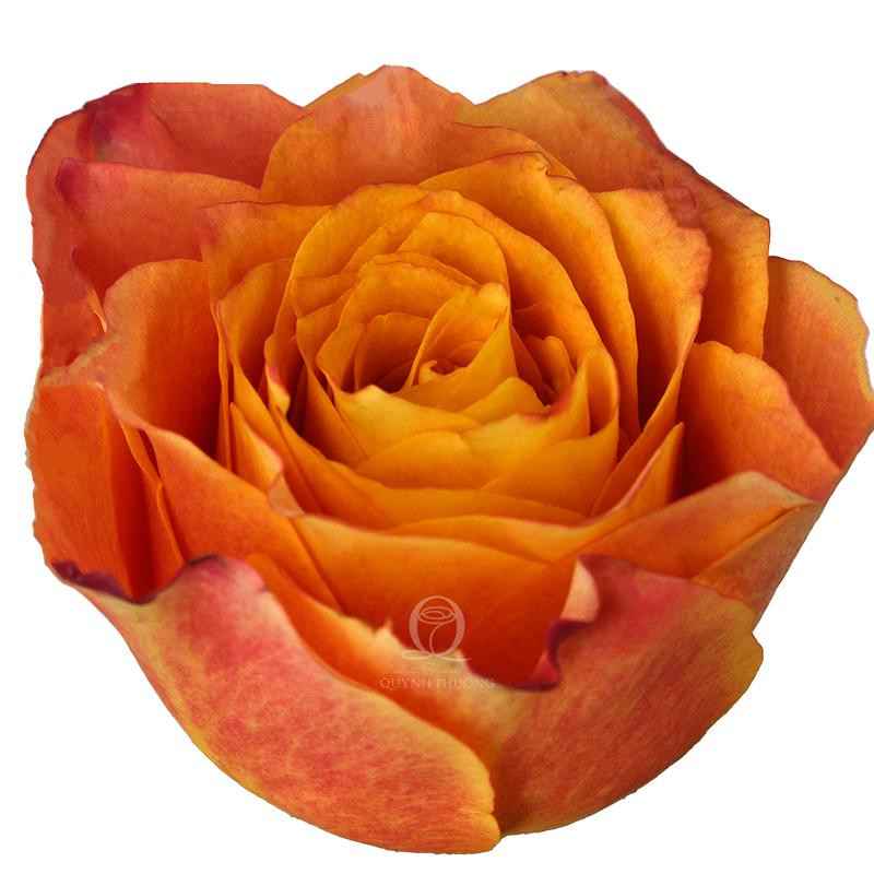 Flower Image