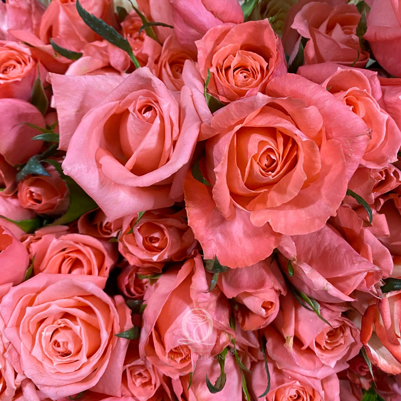 Flower Image