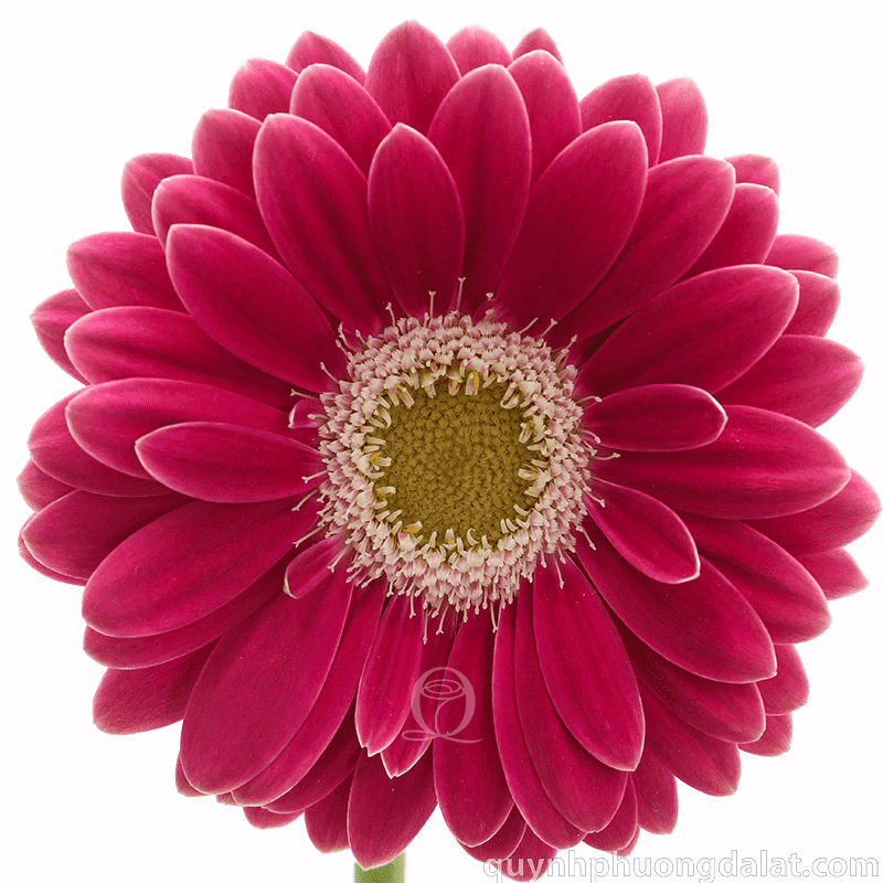 Flower Image