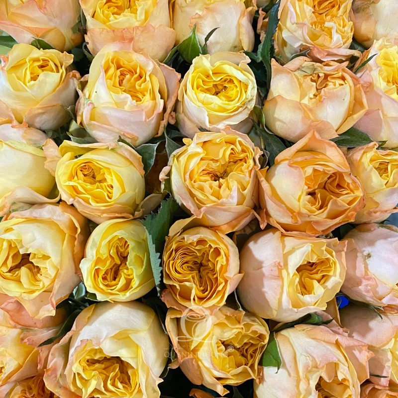 Flower Image
