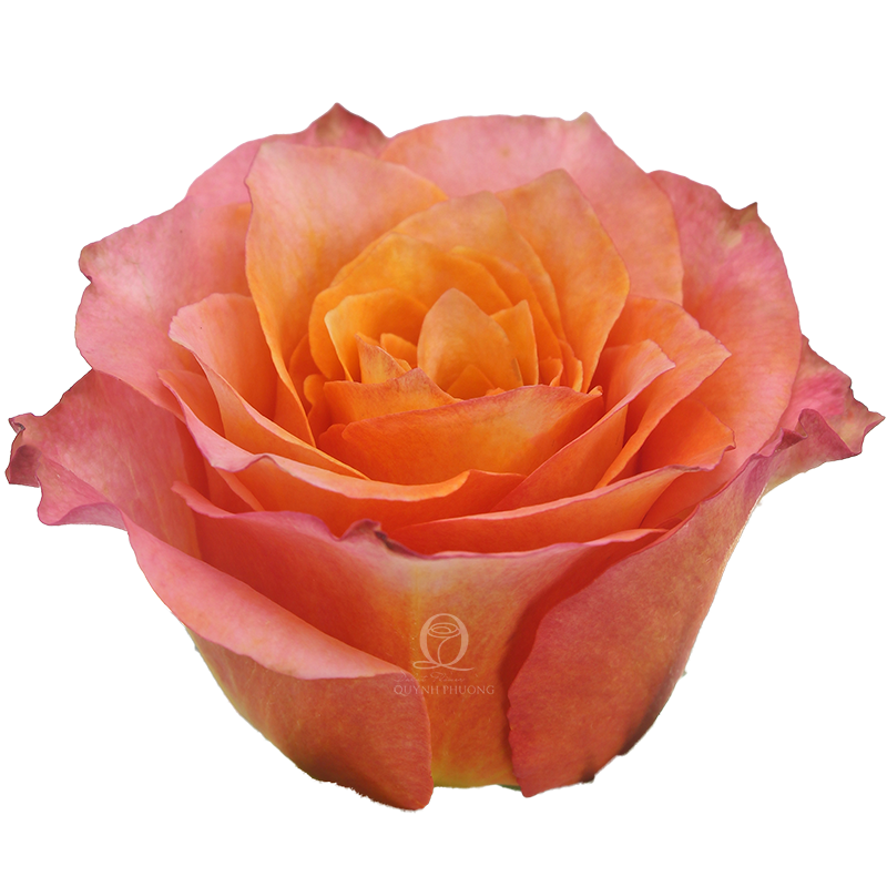 Flower Image