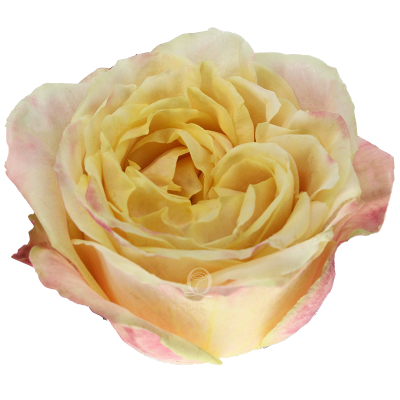 Flower Image