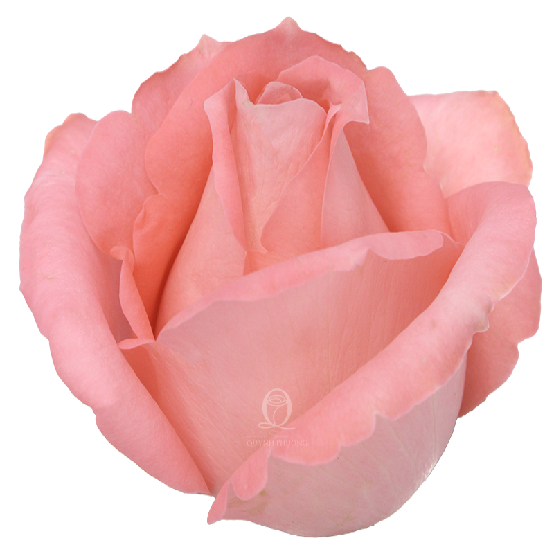 Flower Image