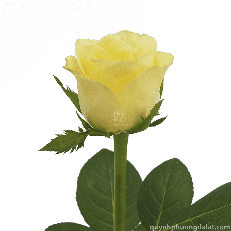 Flower Image