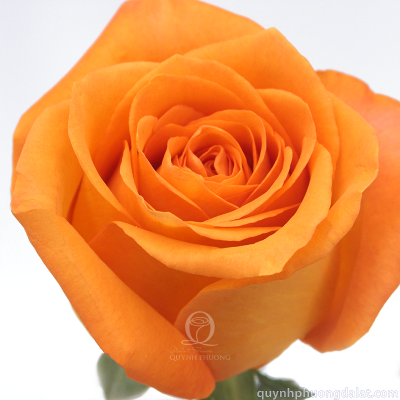 Flower Image