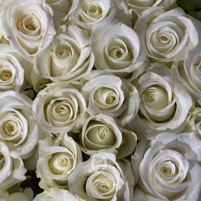 Flower Image