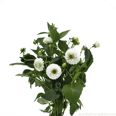 Flower Image