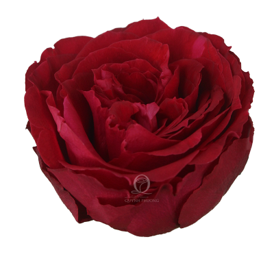 Flower Image