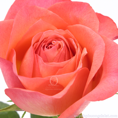 Flower Image